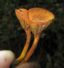 Phylloporus aurantiacus