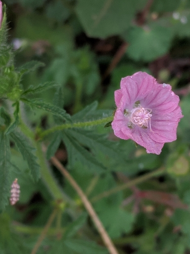 Representative image of Malva cretica