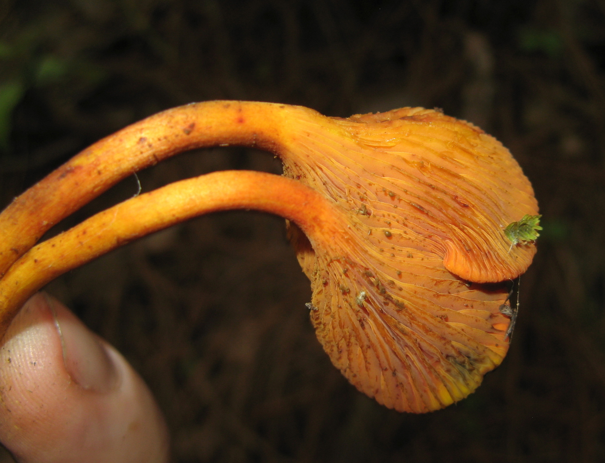 Phylloporus aurantiacus image
