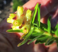 Penaea cneorum gigantea
