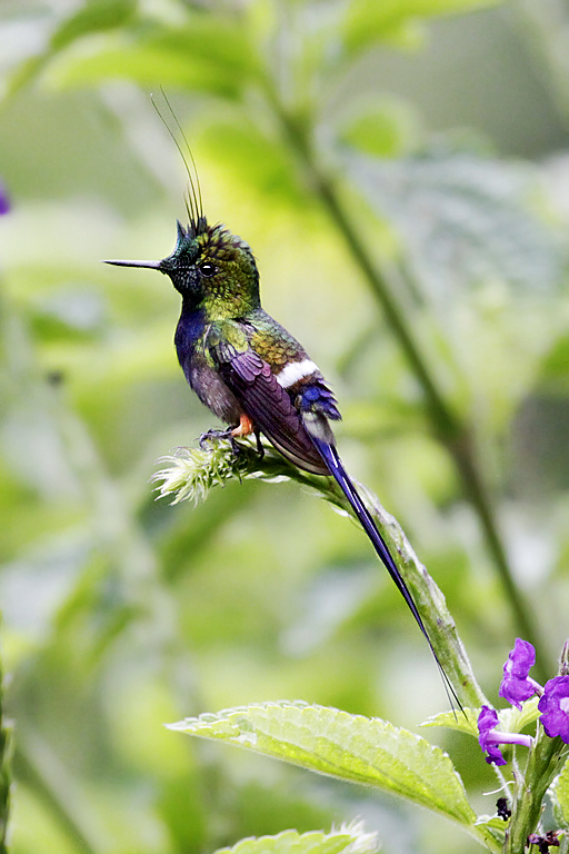Wire-crested Thorntail