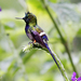 Wire-crested Thorntail - Photo (c) Bill Bouton, some rights reserved (CC BY-SA)