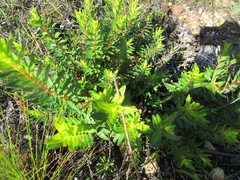 Penaea cneorum gigantea