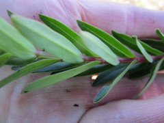 Penaea cneorum gigantea