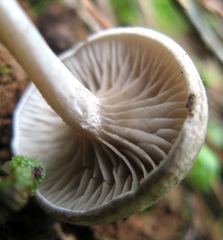 Rhodocybe caelata