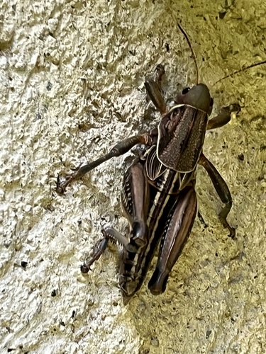 Brachystola mexicana