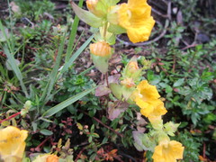 Alectra sessiliflora sessiliflora