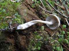 Rhodocybe caelata