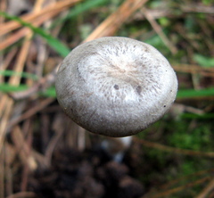 Rhodocybe caelata