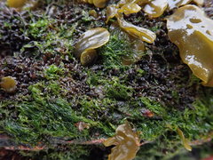 Ulva compressa