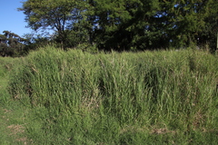 Echinochloa pyramidalis