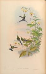 Wire-Crested Thorntail photo 3