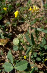 Medicago tornata