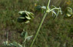 Medicago tornata