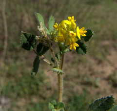 Medicago tornata