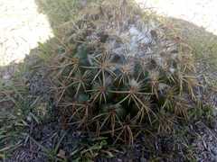 Coryphantha pycnacantha