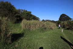 Echinochloa pyramidalis