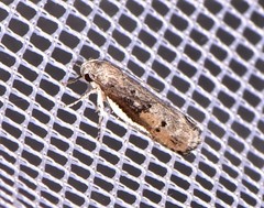Xylorycta melaleucae