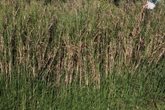 Echinochloa pyramidalis