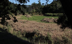 Echinochloa pyramidalis