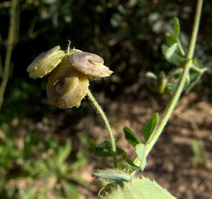 Medicago tornata