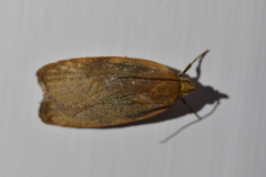 Phaeosaces coarctatella