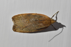 Phaeosaces coarctatella