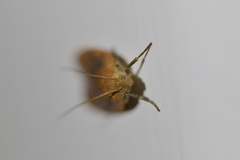 Phaeosaces coarctatella