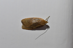 Phaeosaces coarctatella