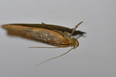 Phaeosaces coarctatella