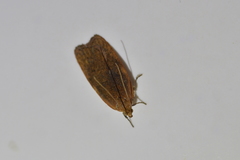 Phaeosaces coarctatella