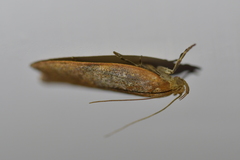 Phaeosaces coarctatella
