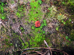 Lactarius fragilis