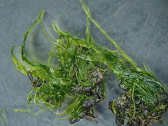 Ulva compressa