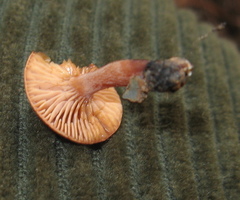 Lactarius fragilis