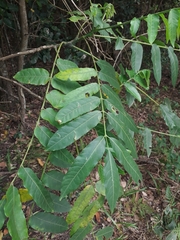 Dysoxylum mollissimum