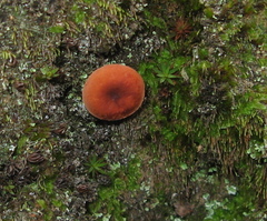 Lactarius fragilis