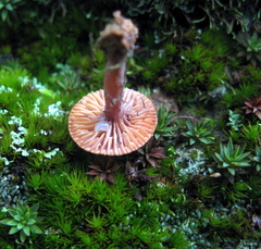 Lactarius fragilis