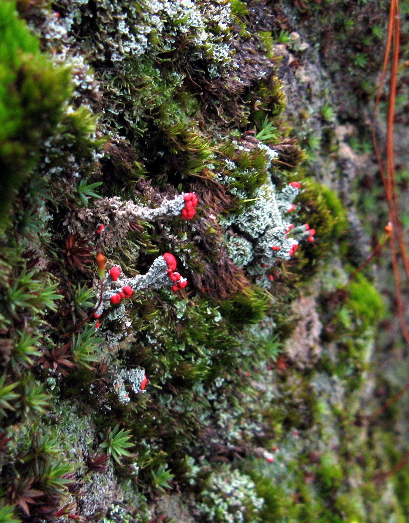 Cladonia didyma image