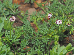 Diascia capensis
