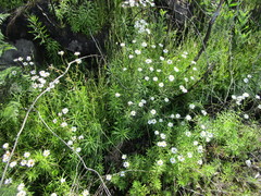 Osmitopsis osmitoides