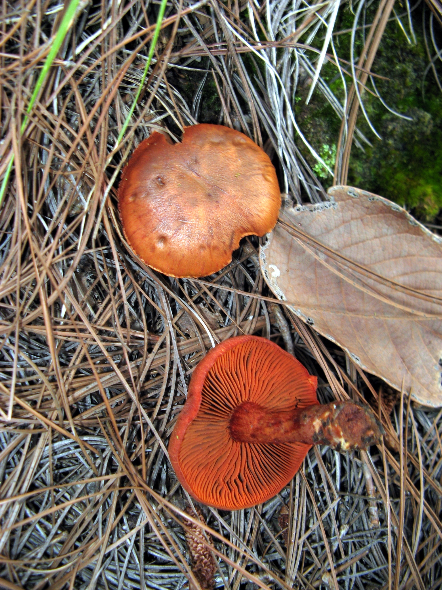 Cortinarius harrisonii image