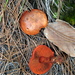 Cortinarius harrisonii - Photo (c) Alan Rockefeller, some rights reserved (CC BY), uploaded by Alan Rockefeller
