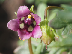 Diascia capensis
