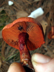 Cortinarius harrisonii