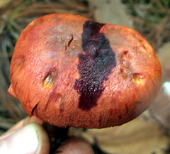 Cortinarius harrisonii