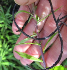 Osmitopsis osmitoides