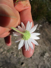 Osmitopsis osmitoides