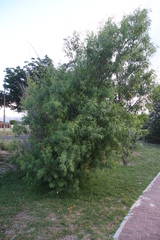 Searsia pendulina
