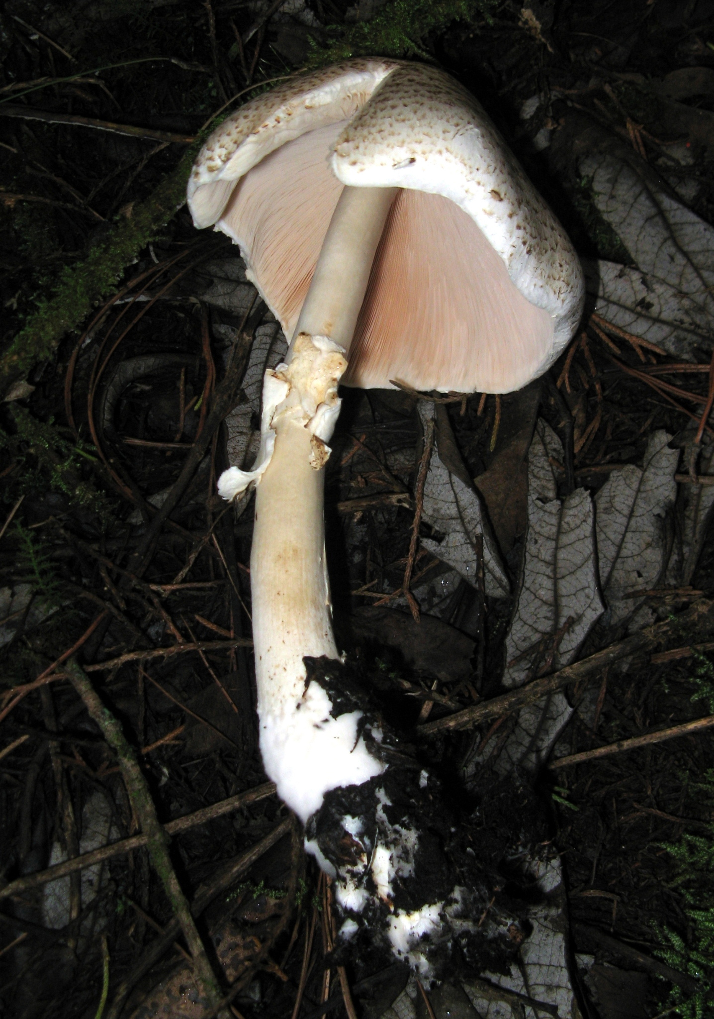 Agaricus tlaxcalensis image
